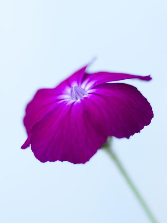 ychnis coronaria Corn Rose,