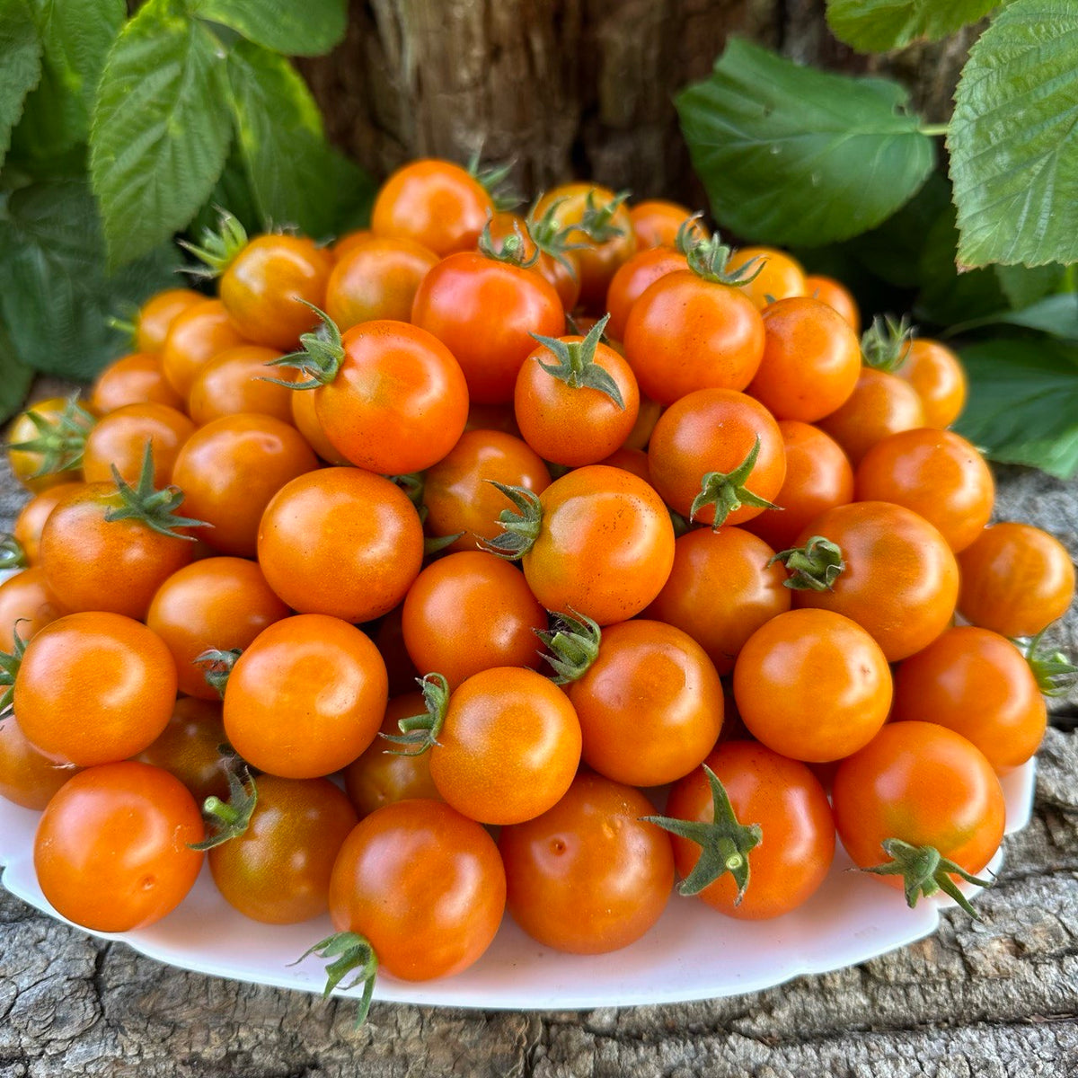 TOMATO Dark Orange Muscat