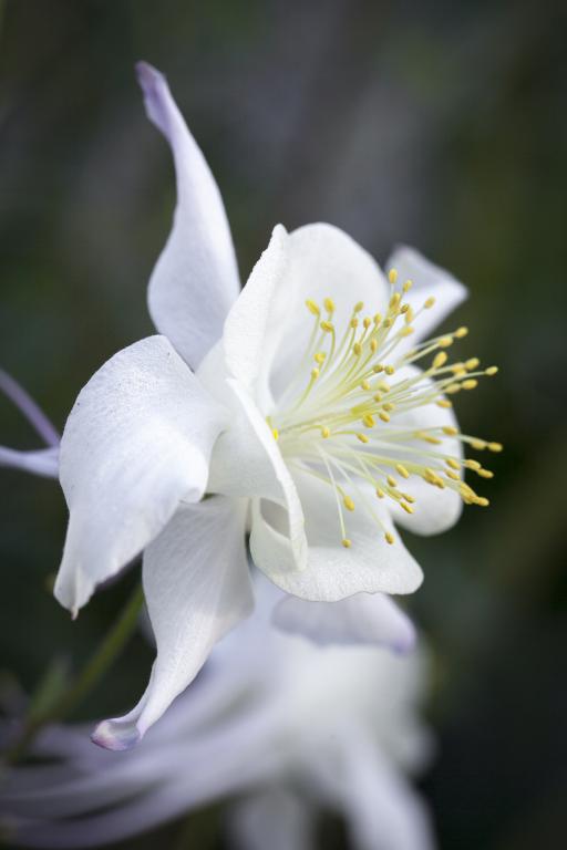 Aquilegia caerulea 'Kristall' Granny's Bonnet, Columbine