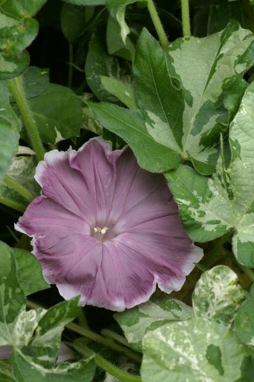 'Chócolate' Morning Glory