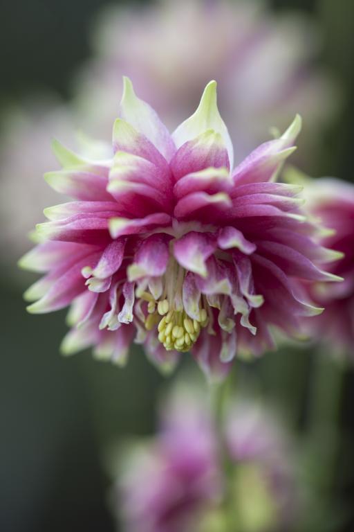 Aquilegia vulgaris var. stellata Nora Barlow' Granny's Bonnet, Columbine