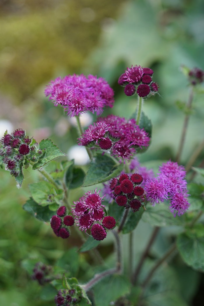 AGERATUM RED FLINT