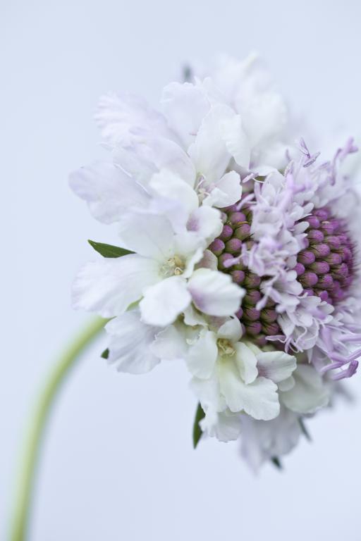Scabiosa atropurpurea Tall Double Flowered Mixed' Scabious