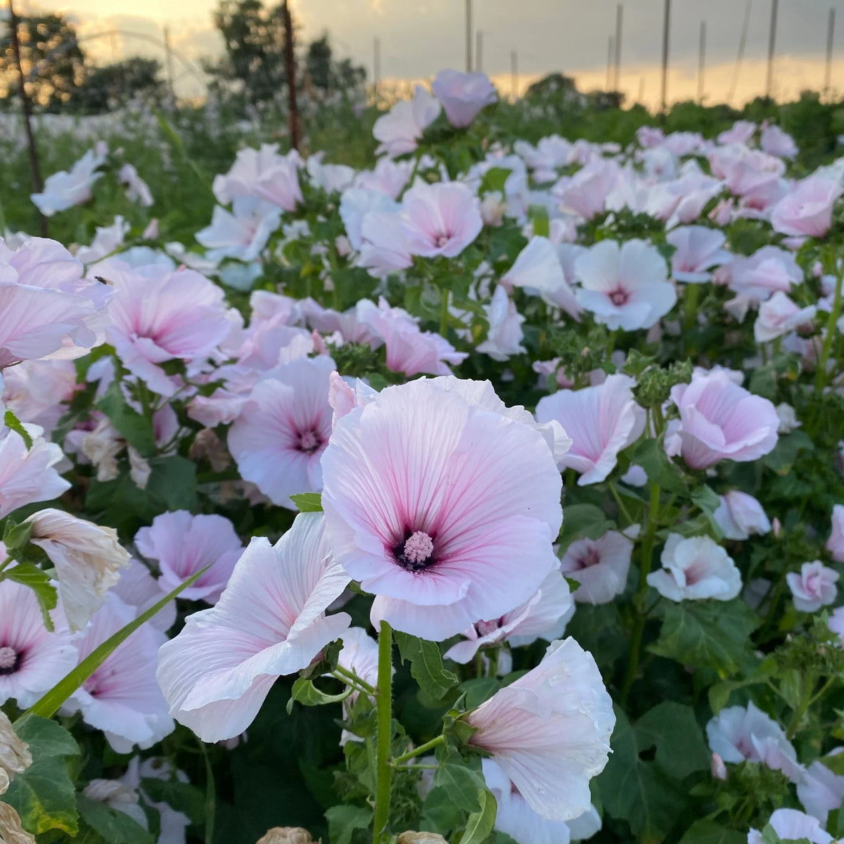 LAVATERA*Dwarf Pink Blush