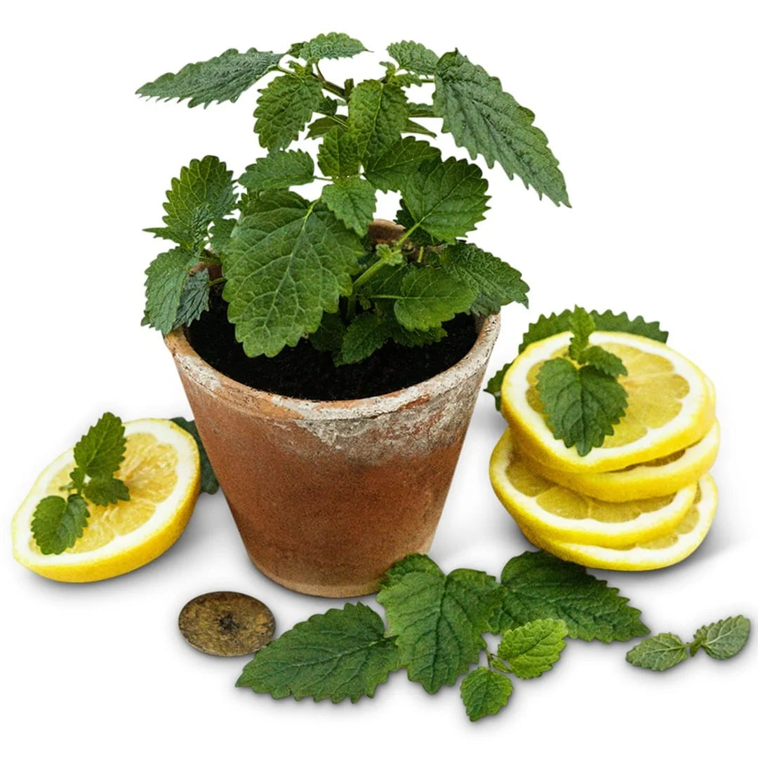 LEMON BALM LIMONCELLO
