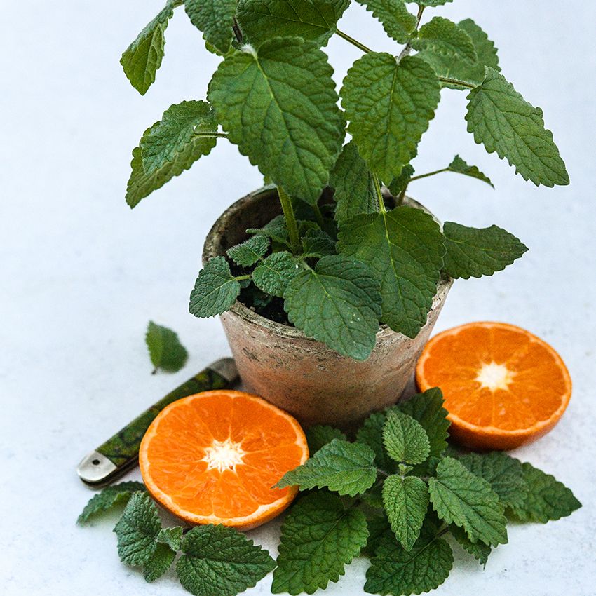 Lemon balm mandarin