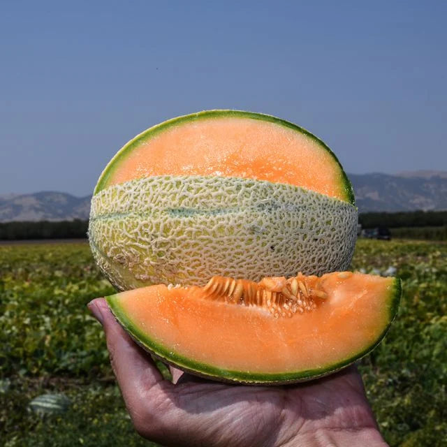 MELON HALE'S BEST 45