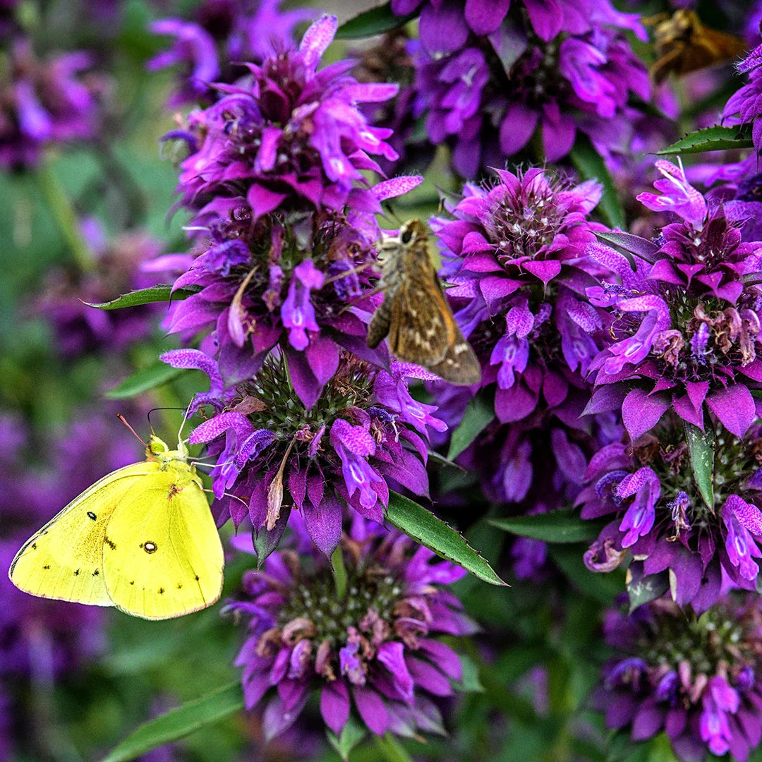 Bee Balm Bergamo