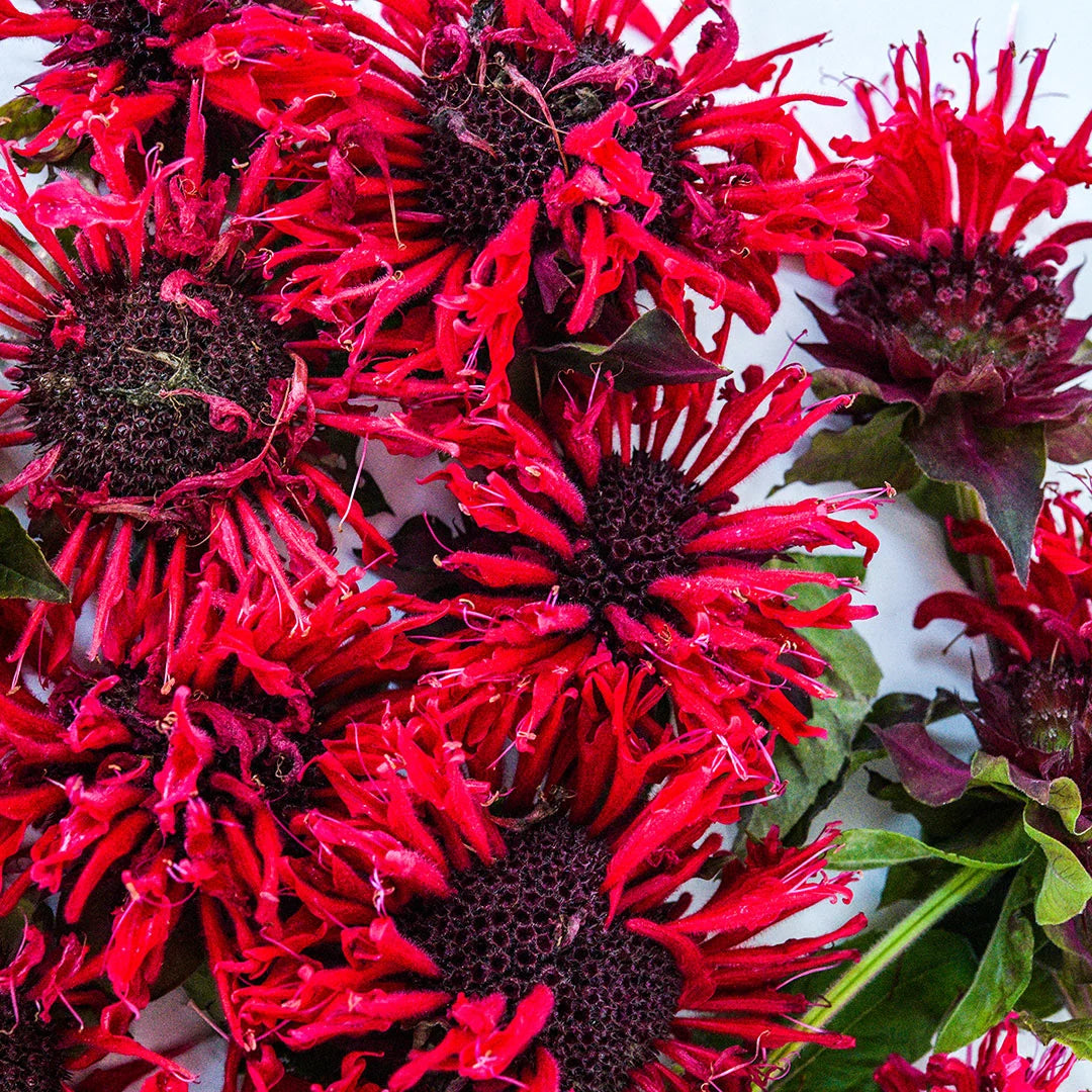 BEE BALM PANORAMA RED.