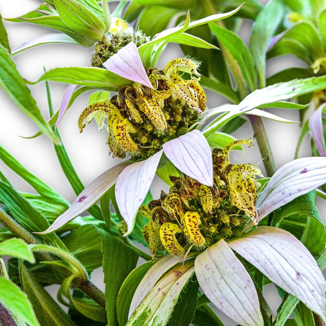 BEE BALM SPOTTED