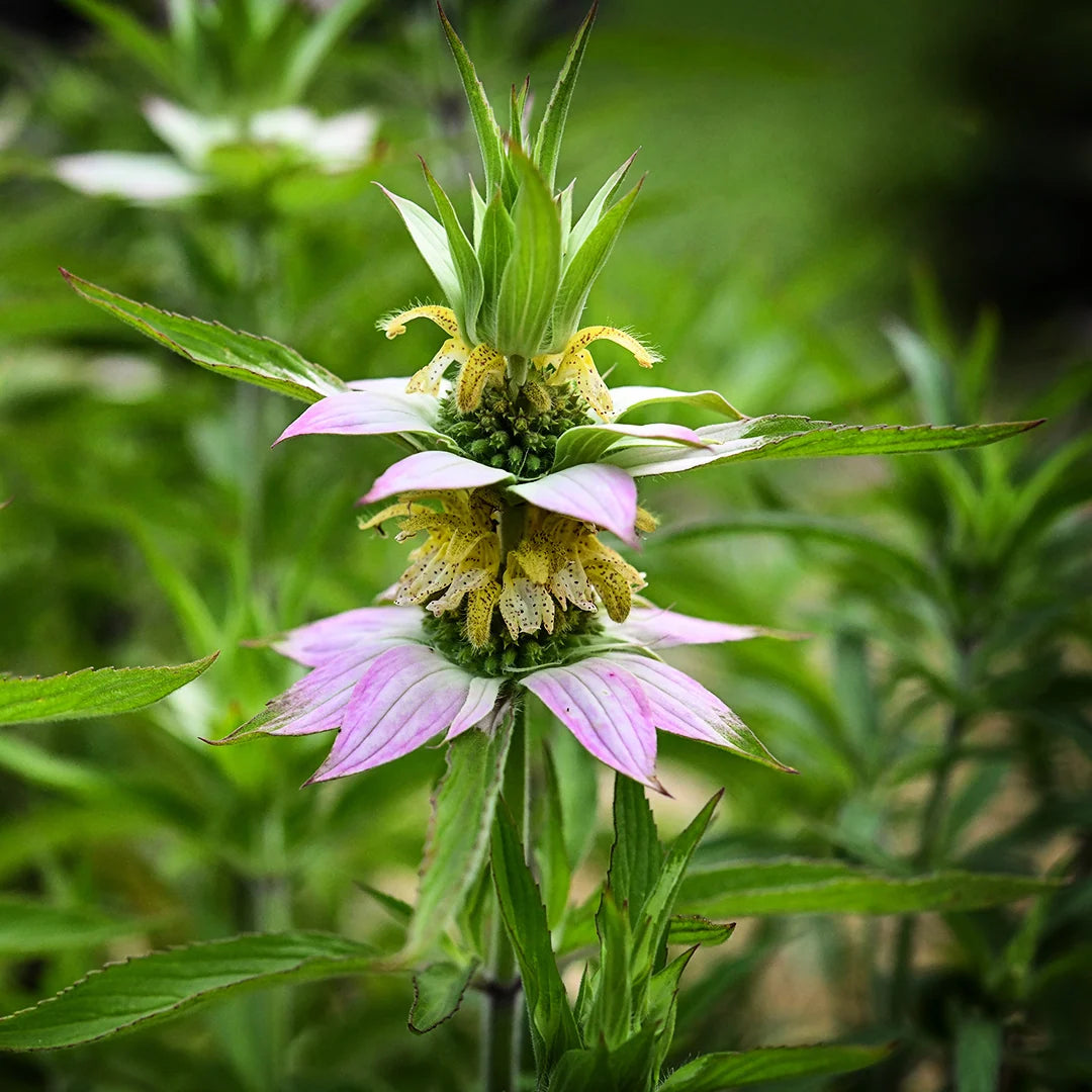 BEE BALM SPOTTED