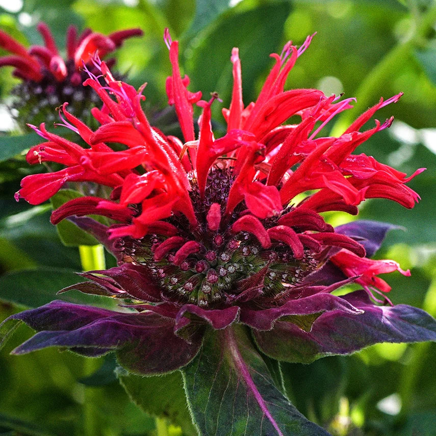 BEE BALM PANORAMA RED.