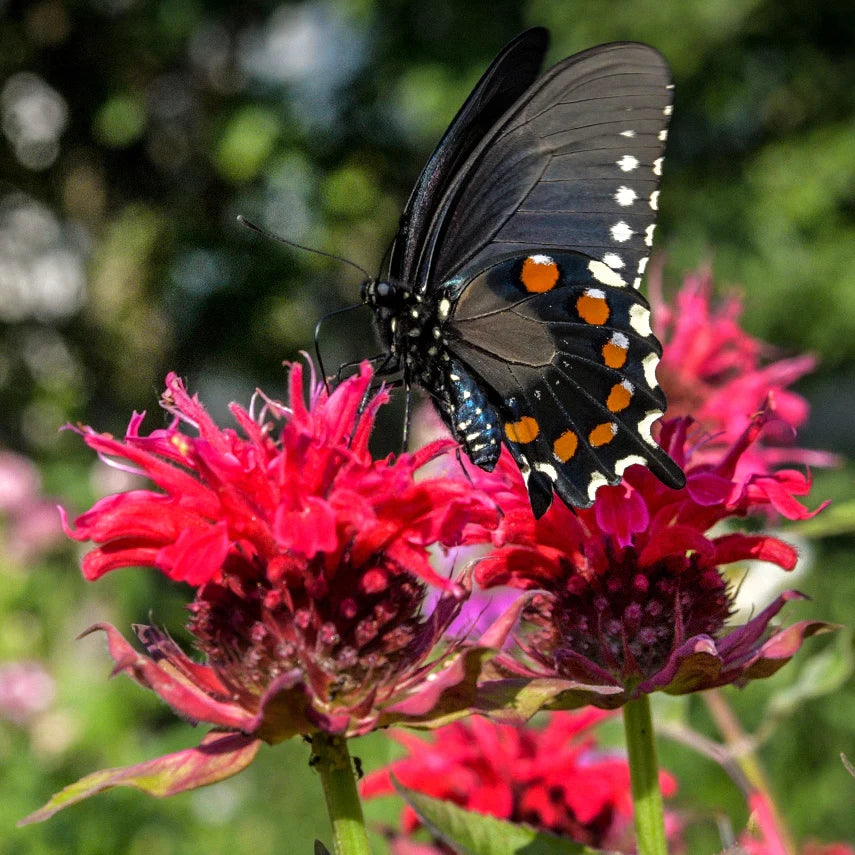 BEE BALM PANORAMA RED.