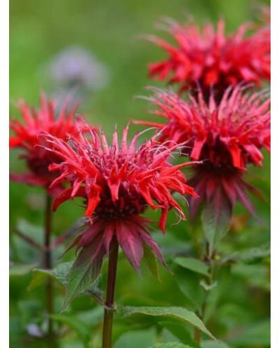 Bee balm panorama red height