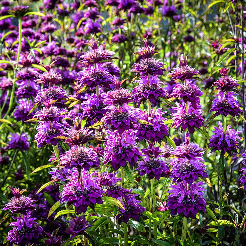 Bee Balm Bergamo