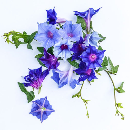 MORNING GLORY KIKYOZAKI MIXED