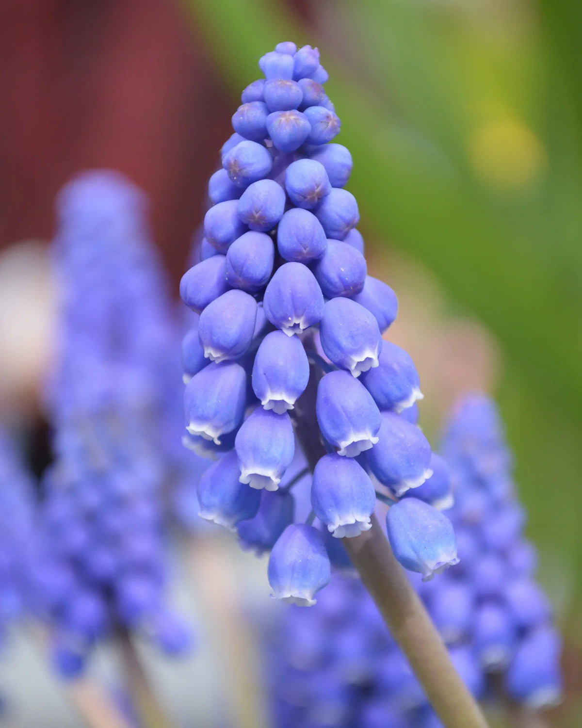 ( pre-order ) Muscari armeniacum "Grape hyacinth" 10 bulbs