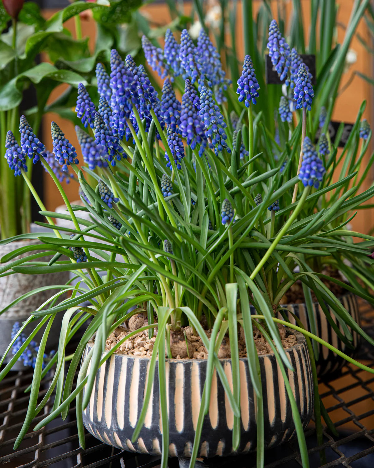 ( pre-order ) Muscari armeniacum "Grape hyacinth" 10 bulbs