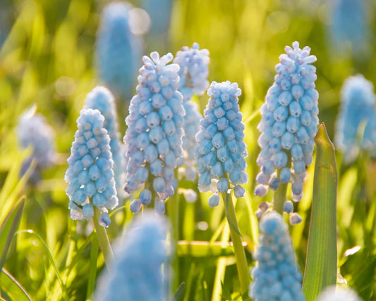 ( pre-order ) Muscari 'Baby's Breath' "Grape hyacinth 10 bulbs
