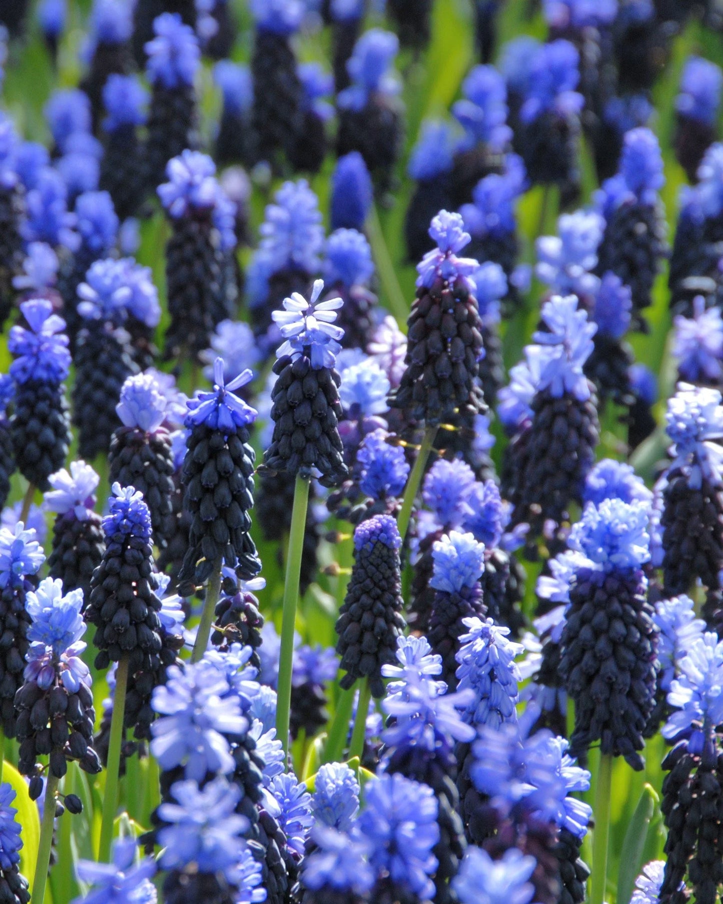 ( pre-order ) Muscari latifolium "Grape hyacinth" 10 bulbs