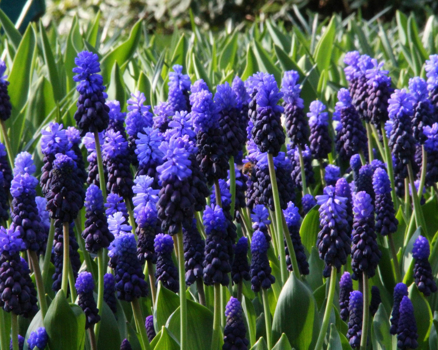 ( pre-order ) Muscari latifolium "Grape hyacinth" 10 bulbs