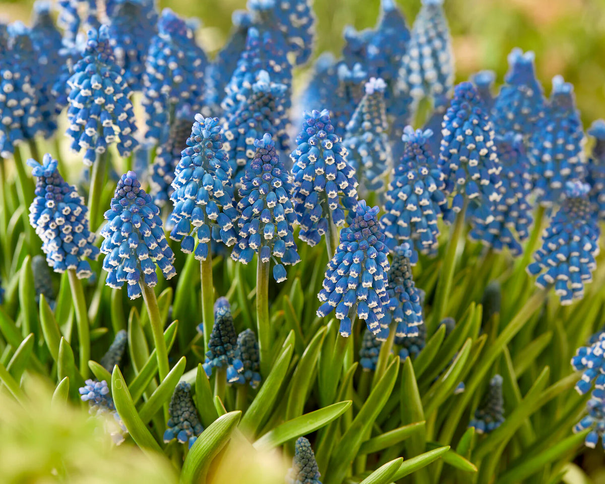 ( pre-order ) Muscari 'Soulmate' "Grape hyacinth" 10 bulbs