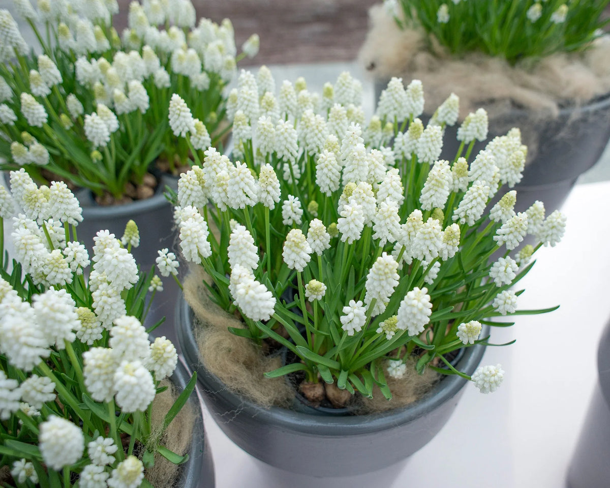 ( pre-order ) Muscari 'White Magic' "White grape hyacinth" 10 bulbs