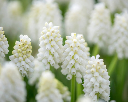 ( pre-order ) Muscari 'White Magic' "White grape hyacinth" 10 bulbs