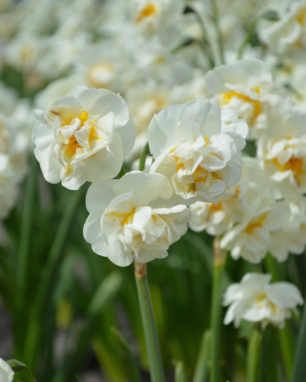 Narcissus 'Bridal Crown' 5