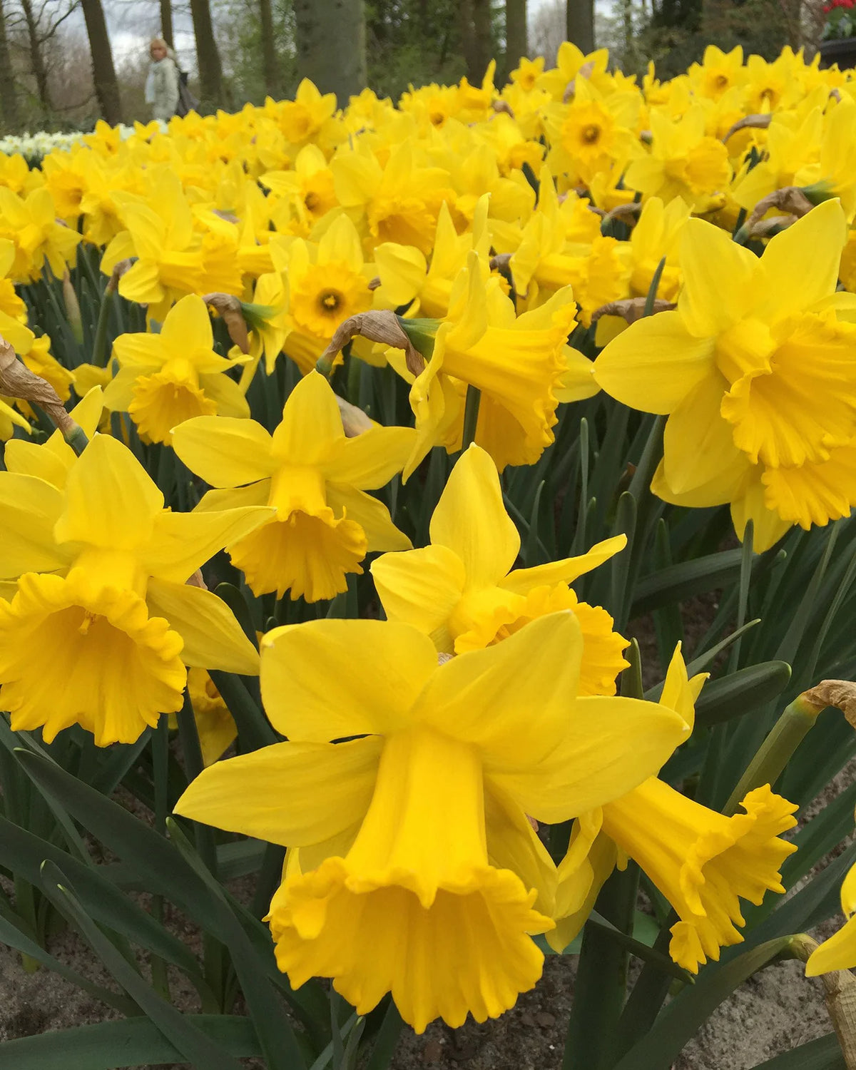 Narcissus 'Dutch Master' 5