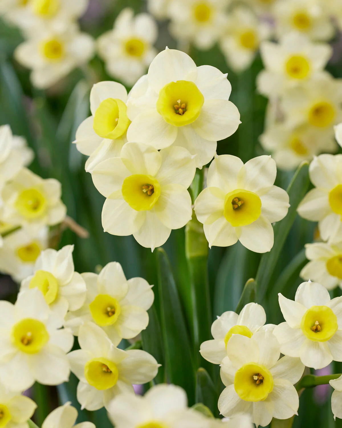 Narcissus 'Minnow' 5