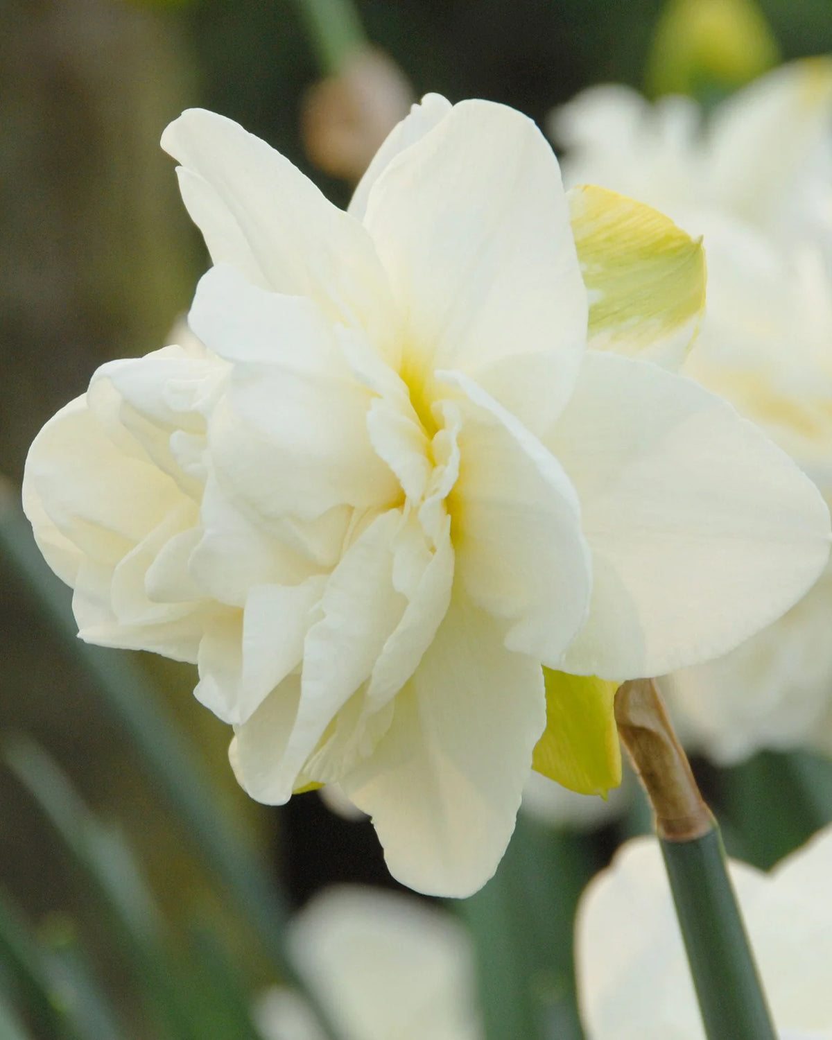 Narcissus 'Obdam' 5