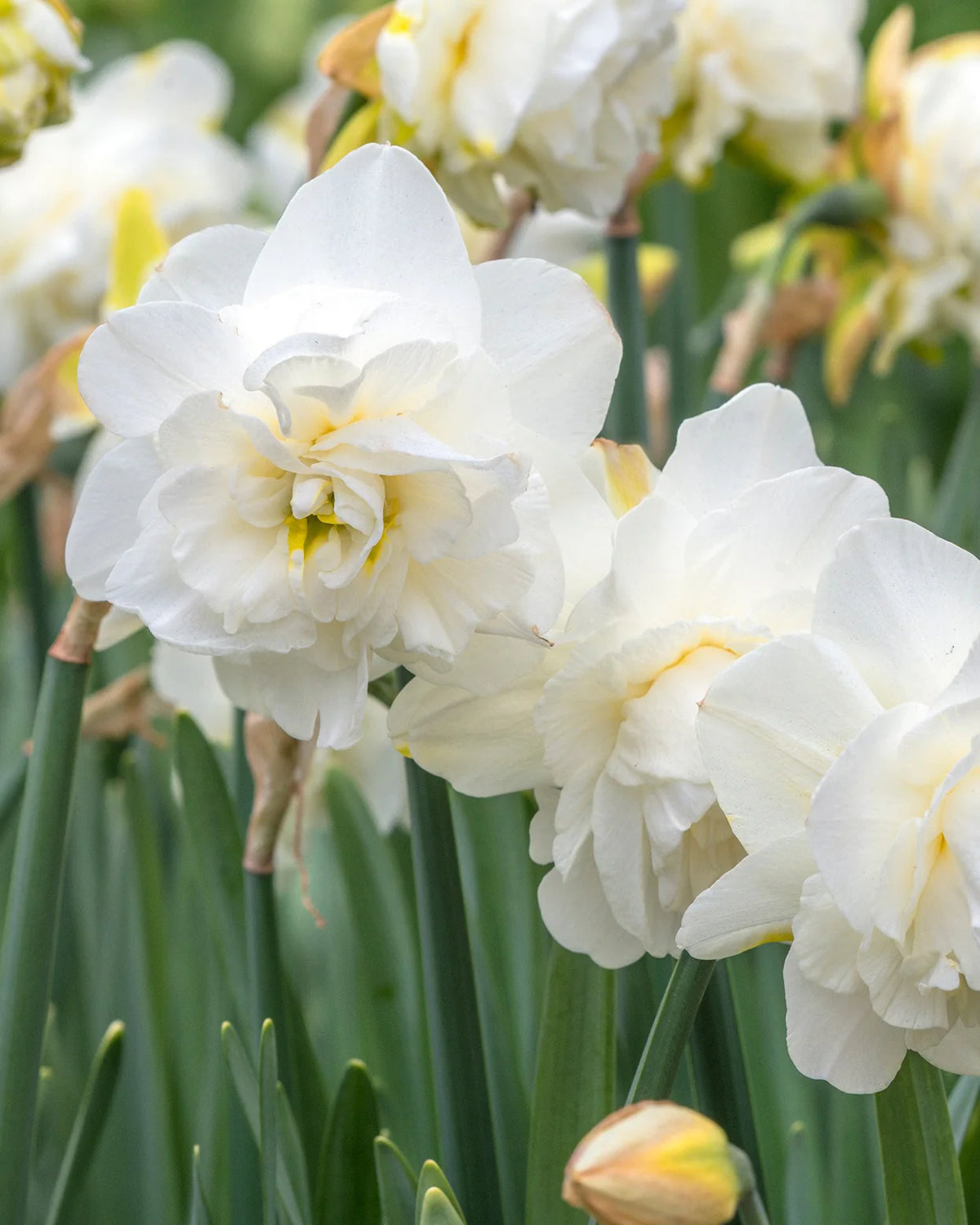 Narcissus 'Obdam' 5