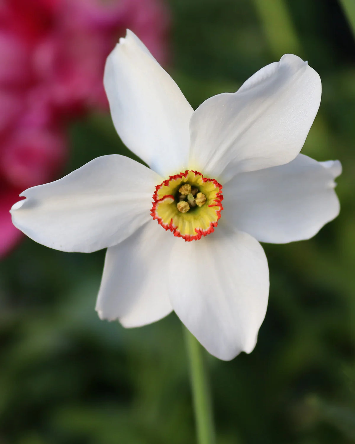 Narcissus 'Pheasant's Eye' 5