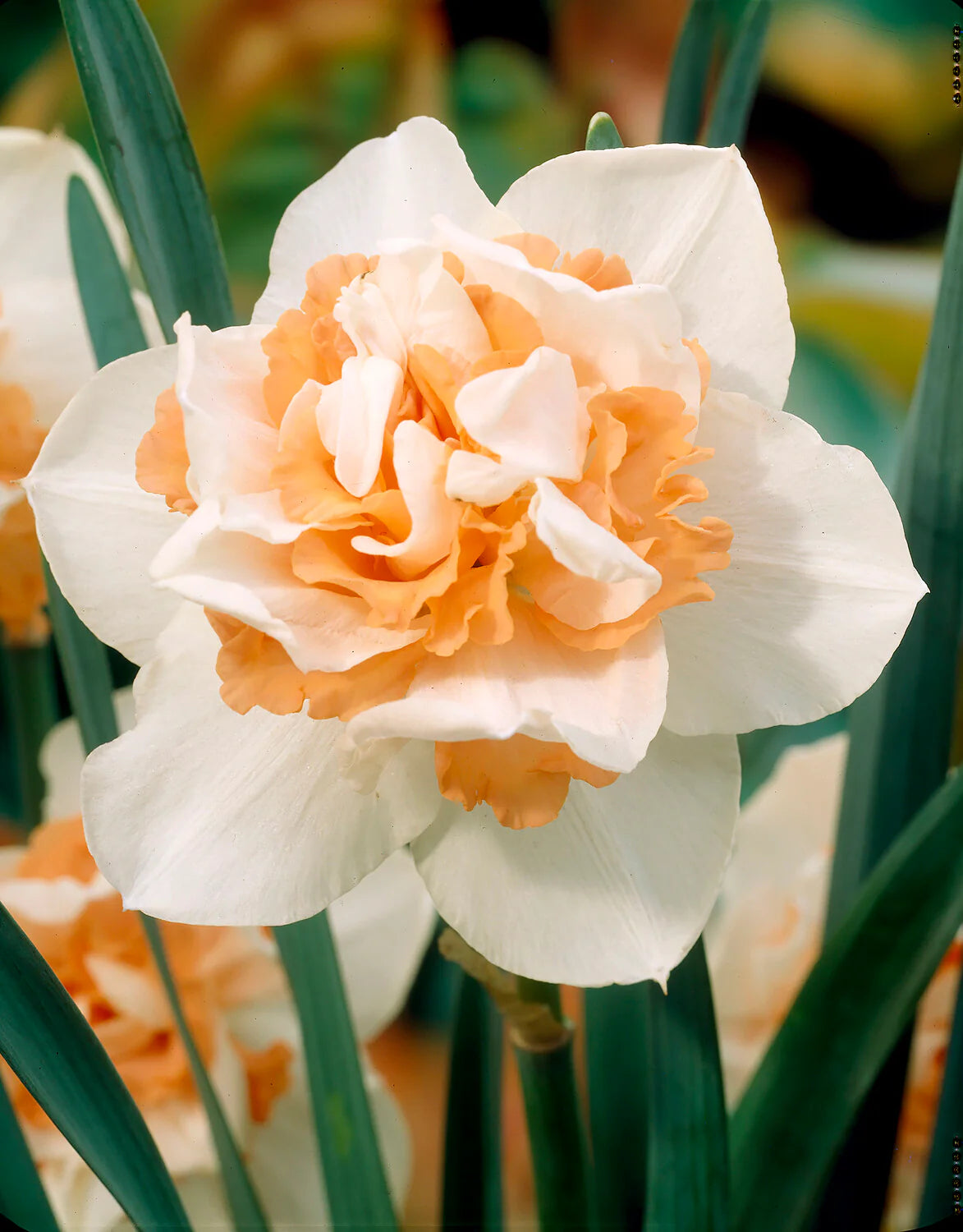 Narcissus 'Replete'  5