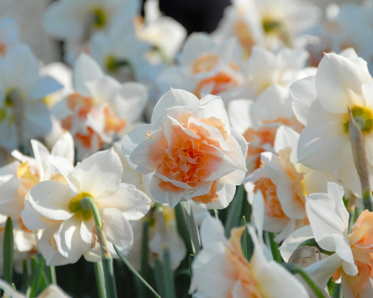 Narcissus 'Replete'  5