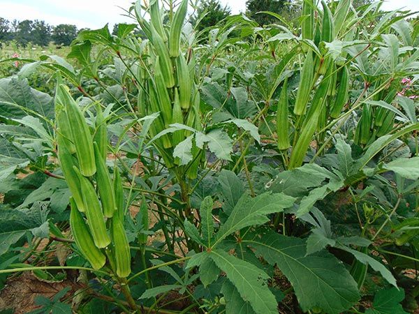 OKRA HEAVY HITTER