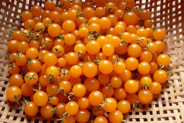 TOMATO Orange Currant
