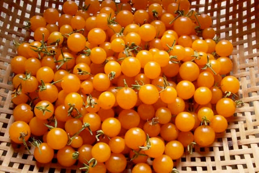 TOMATO Orange Currant