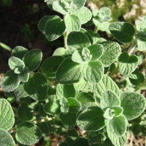 الزعتر اللبناني