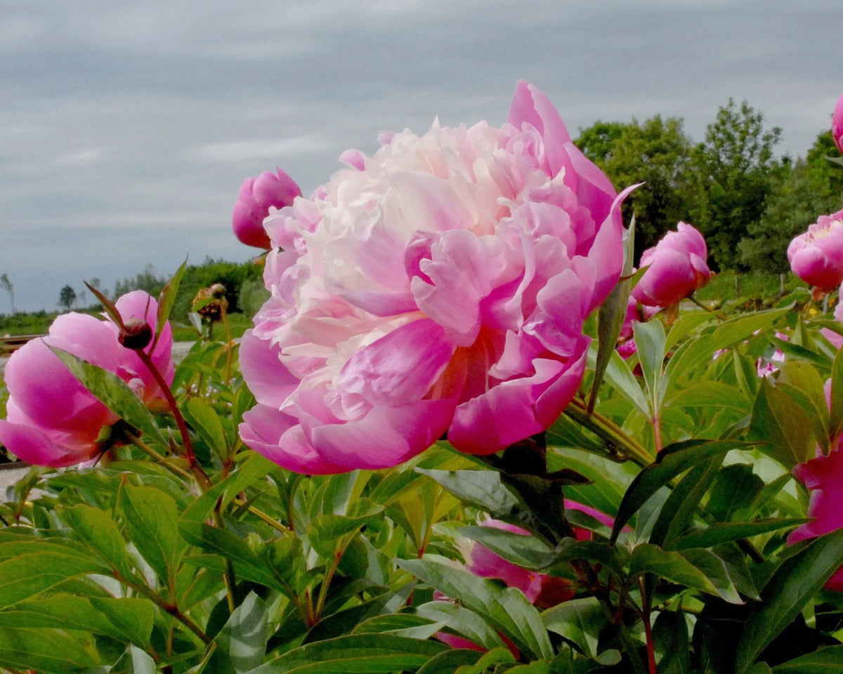 Paeonia 'Bowl of Beauty' 1
