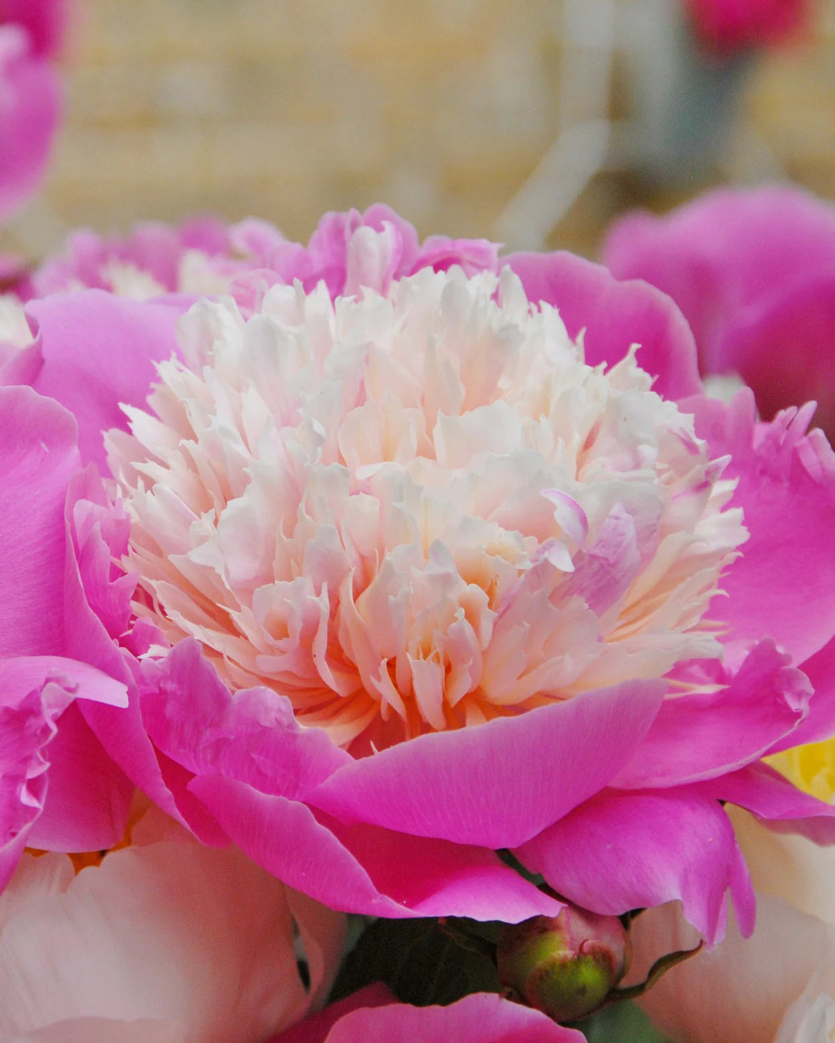 Paeonia 'Bowl of Beauty' 1