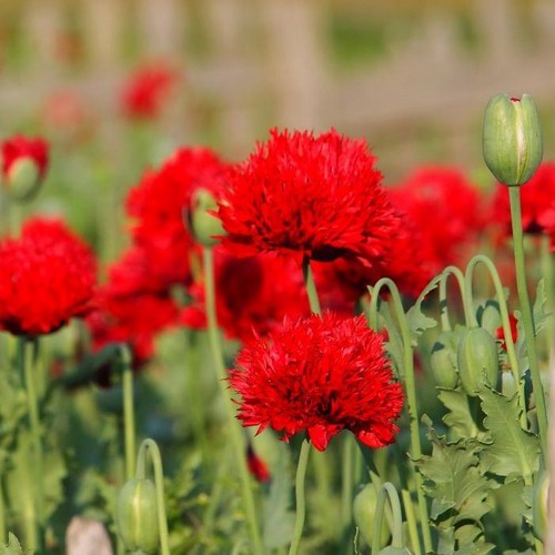 POPPY SCARLEt PEOnY
