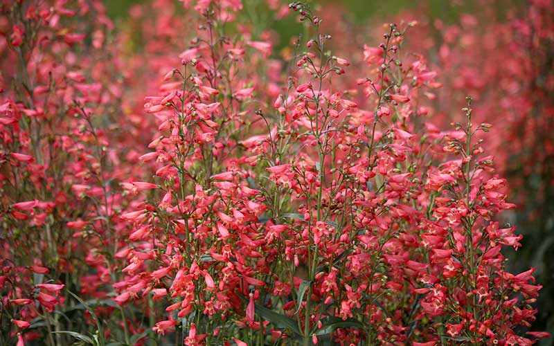 Penstemon twizzle Carles red