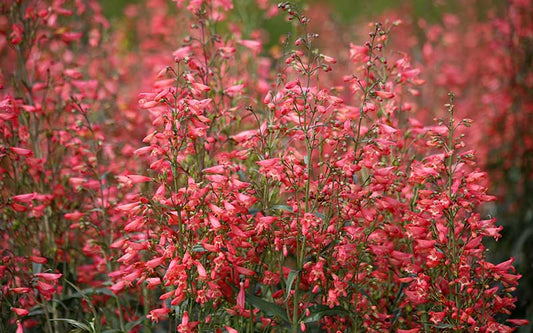 Penstemon twizzle Carles red