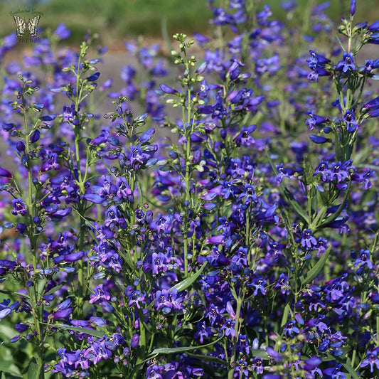 Penstemon twizzle Blue