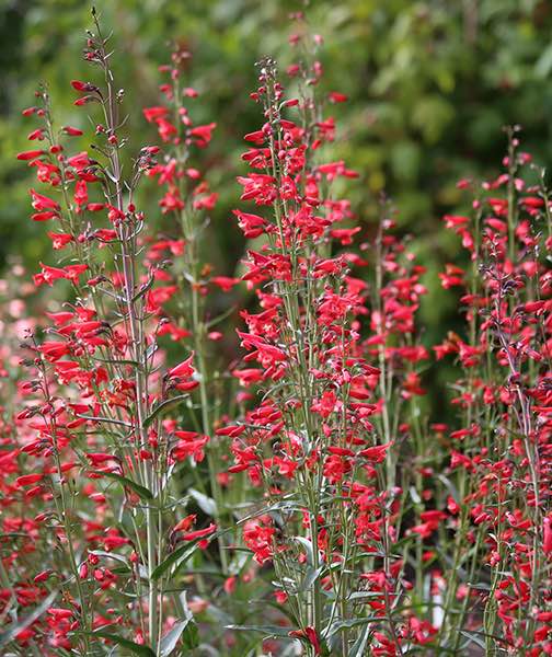 Penstemon twizzle Carles red