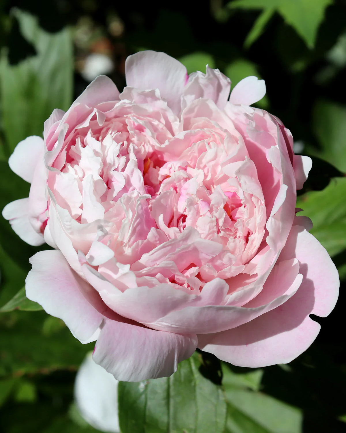 Paeonia 'Sarah Bernhardt' 1
