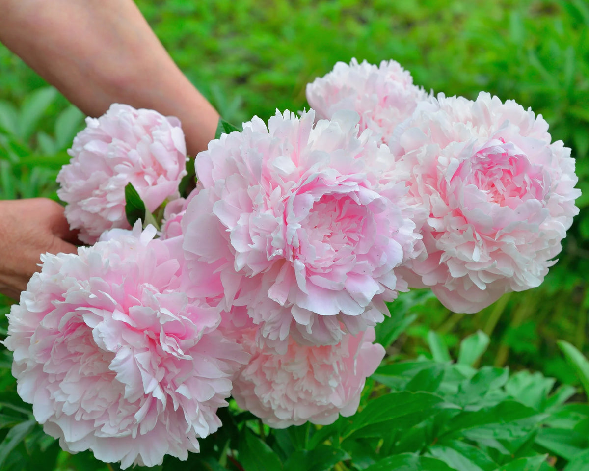 Paeonia 'Sarah Bernhardt' 1