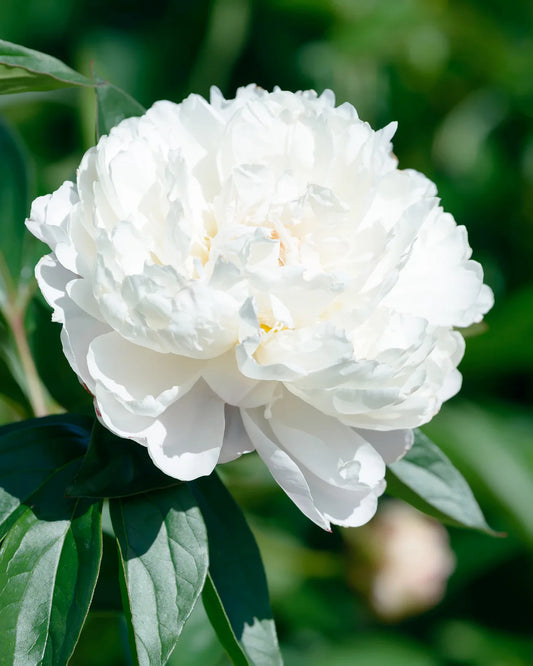 Paeonia 'Shirley Temple' 1